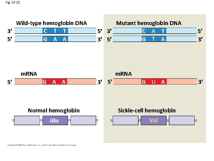 Fig. 17 -22 Wild-type hemoglobin DNA C T T 3 5 G A A