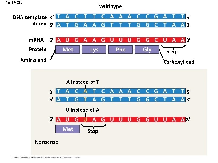 Fig. 17 -23 c Wild type DNA template 3 strand 5 5 3 m.