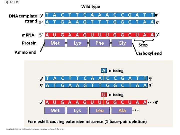 Fig. 17 -23 e Wild type 5 3 DNA template 3 strand 5 m.