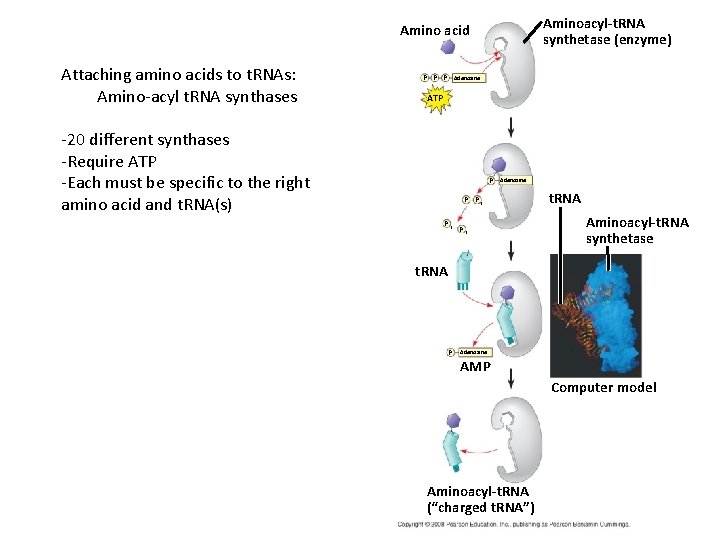Aminoacyl-t. RNA synthetase (enzyme) Amino acid Attaching amino acids to t. RNAs: Amino-acyl t.