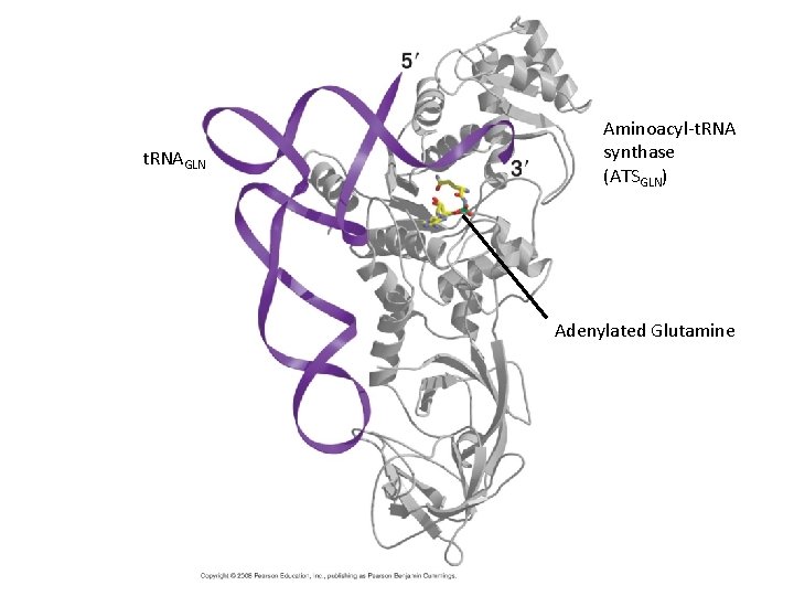 t. RNAGLN Aminoacyl-t. RNA synthase (ATSGLN) Adenylated Glutamine 