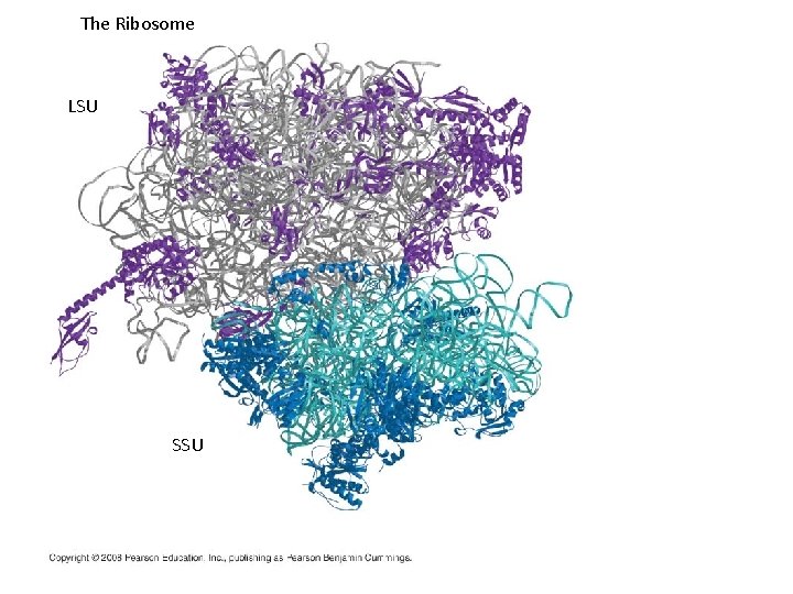 The Ribosome LSU SSU 