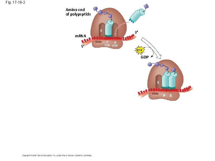 Fig. 17 -18 -2 Amino end of polypeptide E 3 m. RNA 5 P