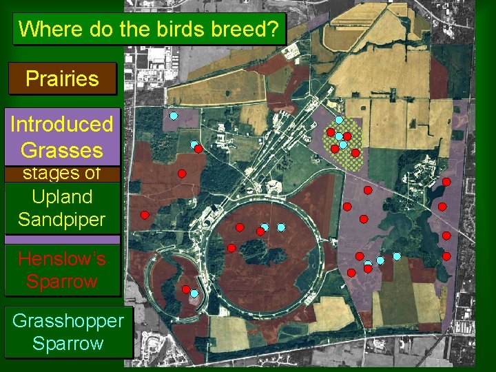 Where Grassland do the Areas birds breed? Prairies Introduced Various sizes and Grasses stages