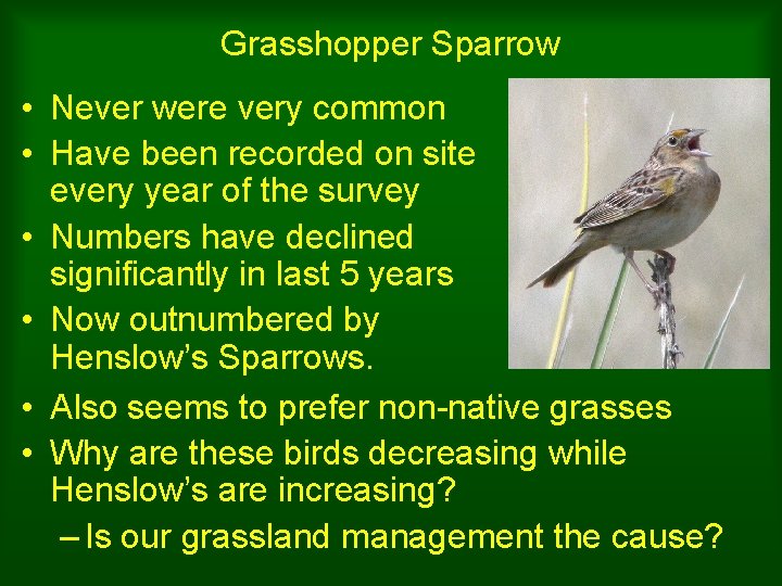 Grasshopper Sparrow • Never were very common • Have been recorded on site every