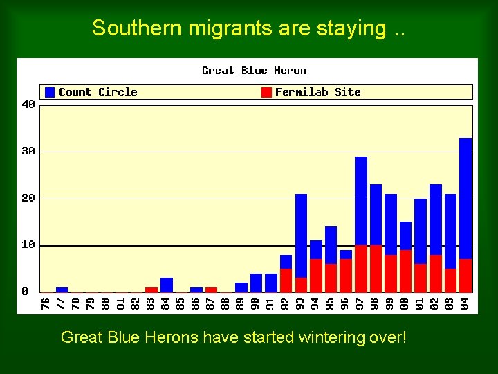 Southern migrants are staying. . Great Blue Herons have started wintering over! 