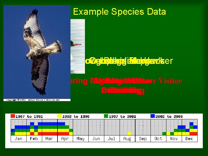 Example Species Data Yellow-bellied Rough-legged Common Cooper’s Bobolink Merganser Sapsucker Hawk Spring Migrant →