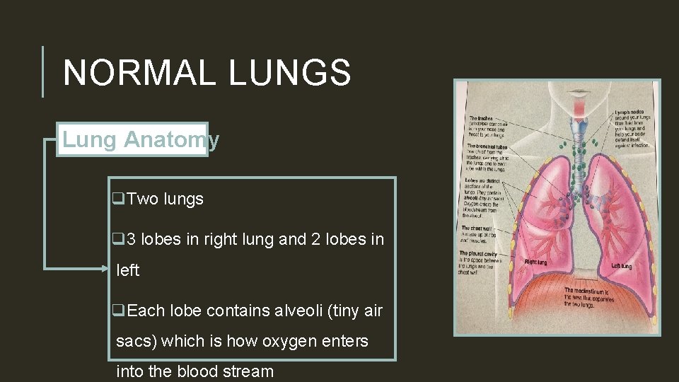 NORMAL LUNGS Lung Anatomy q. Two lungs q 3 lobes in right lung and