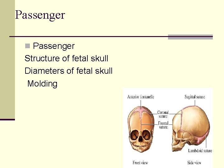 Passenger n Passenger Structure of fetal skull Diameters of fetal skull Molding 