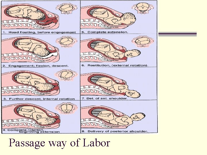 n Mechanisms of Labor n n n Descent Flexion Internal rotation Extension External rotation