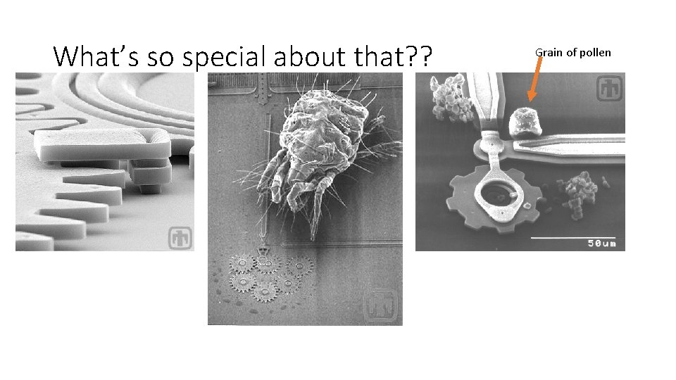 What’s so special about that? ? Grain of pollen 