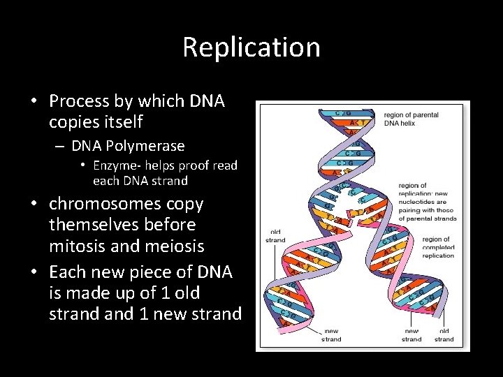 Replication • Process by which DNA copies itself – DNA Polymerase • Enzyme- helps