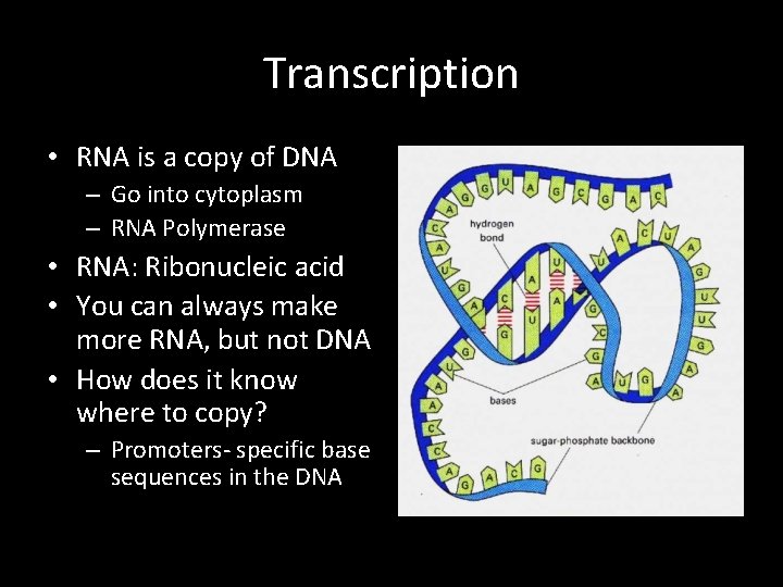 Transcription • RNA is a copy of DNA – Go into cytoplasm – RNA