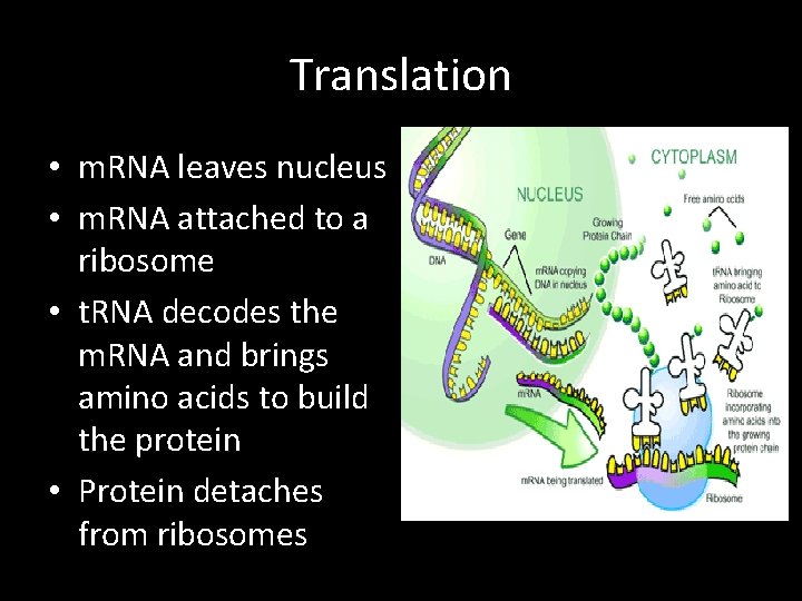 Translation • m. RNA leaves nucleus • m. RNA attached to a ribosome •