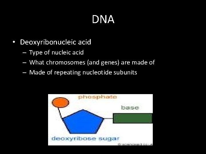 DNA • Deoxyribonucleic acid – Type of nucleic acid – What chromosomes (and genes)