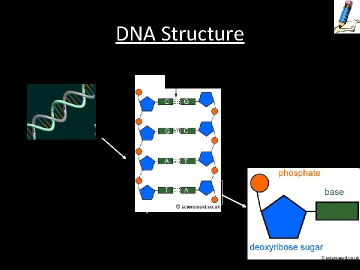 DNA Structure Complementary Nitrogen Base Pairs Double Helix Nucleotide Backbone 