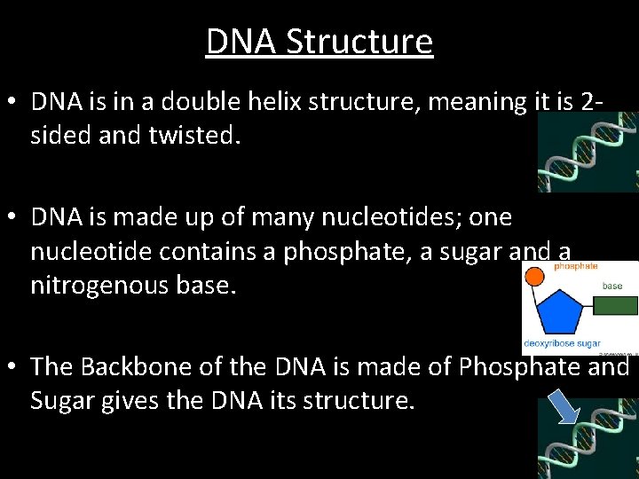 DNA Structure • DNA is in a double helix structure, meaning it is 2