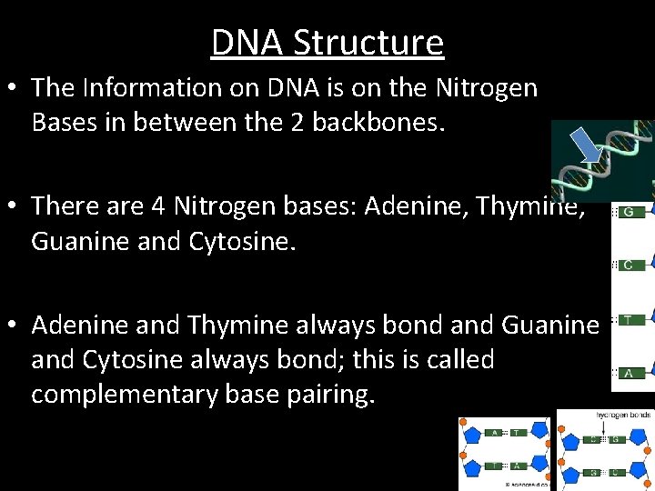 DNA Structure • The Information on DNA is on the Nitrogen Bases in between