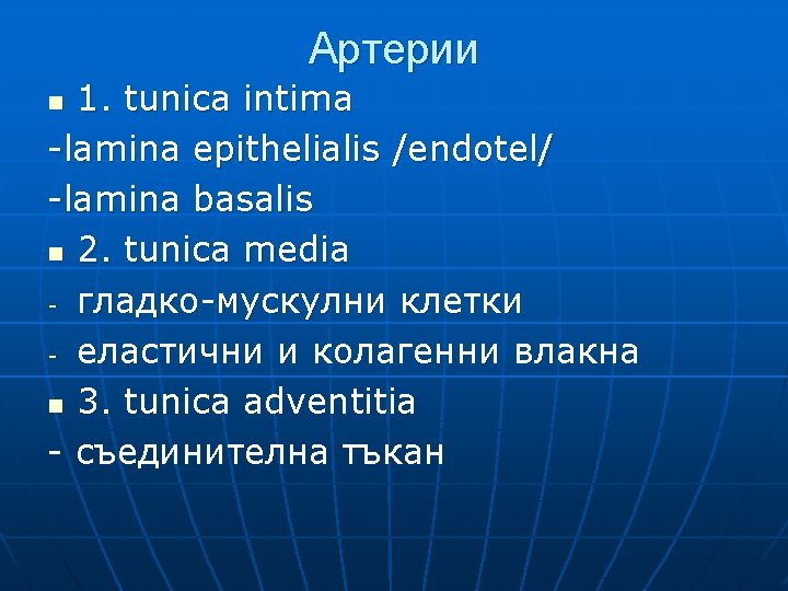 Артерии 1. tunica intima -lamina epithelialis /endotel/ -lamina basalis n 2. tunica media -