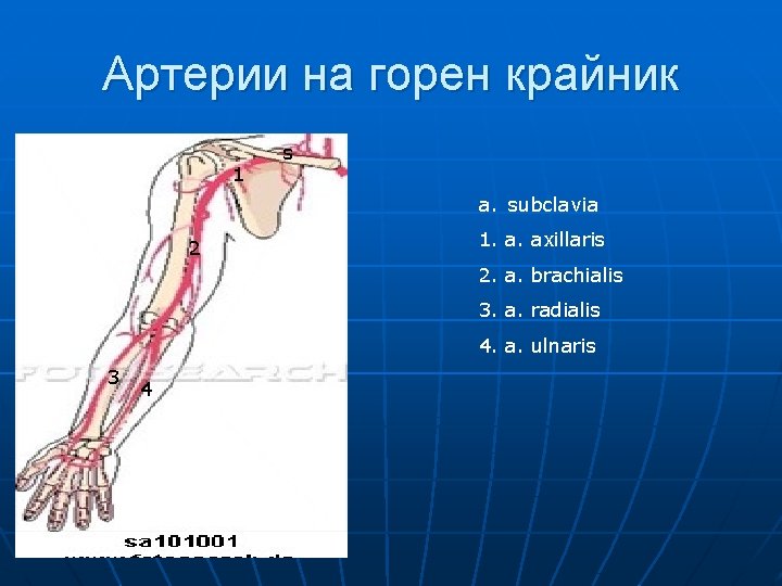 Артерии на горен крайник 1 s a. subclavia 2 1. a. axillaris 2. a.