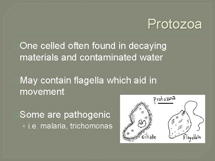 Protozoa �One celled often found in decaying materials and contaminated water �May contain flagella