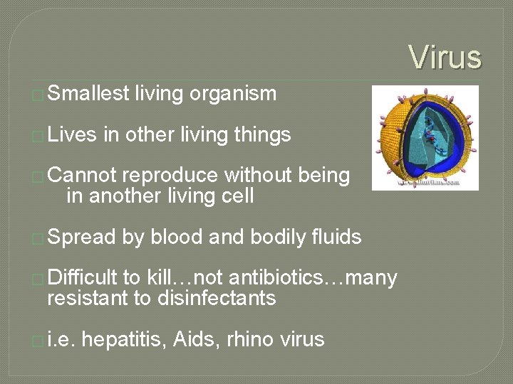 Virus � Smallest � Lives living organism in other living things � Cannot reproduce