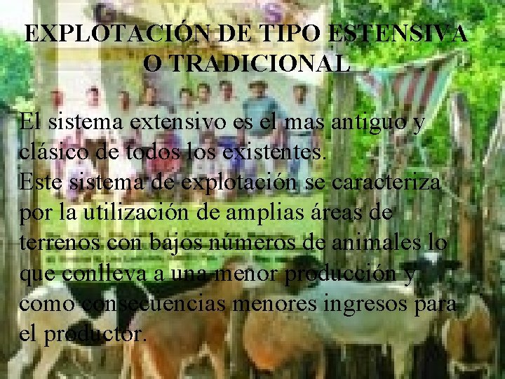 EXPLOTACIÓN DE TIPO ESTENSIVA O TRADICIONAL El sistema extensivo es el mas antiguo y