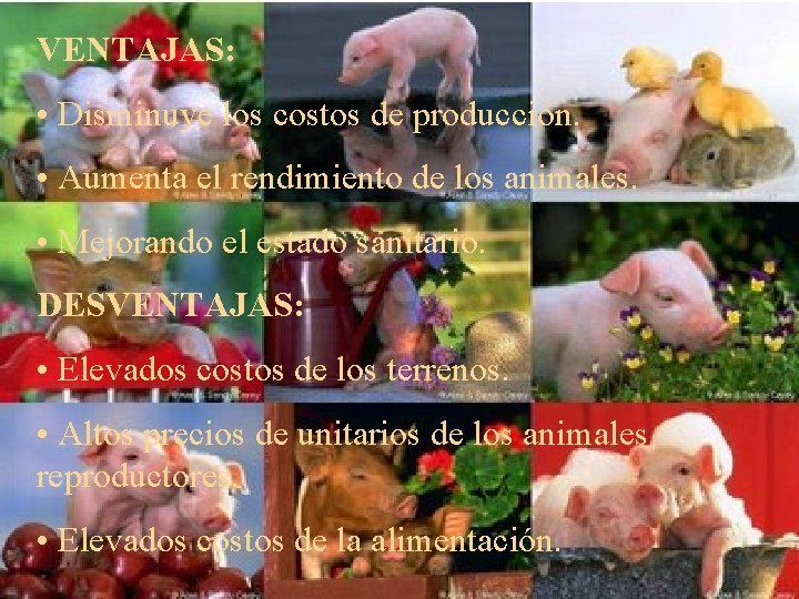 VENTAJAS: • Disminuye los costos de producción. • Aumenta el rendimiento de los animales.