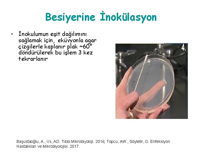 Besiyerine İnokülasyon • İnokulumun eşit dağılımını sağlamak için, eküvyonla agar çizgilerle kaplanır plak ~60°