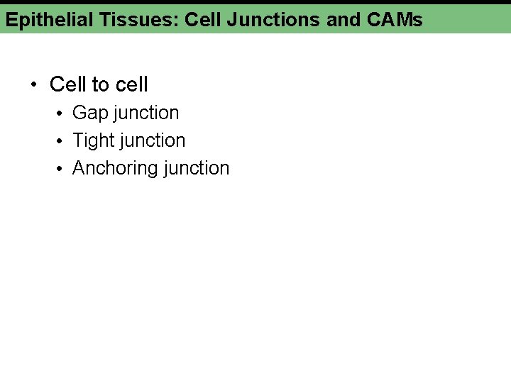 Epithelial Tissues: Cell Junctions and CAMs • Cell to cell • Gap junction •