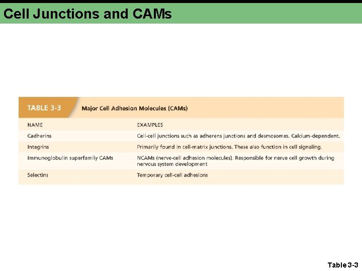 Cell Junctions and CAMs Table 3 -3 