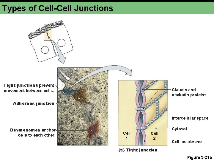 Types of Cell-Cell Junctions Tight junctions prevent movement between cells. Claudin and occludin proteins
