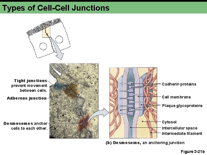 Types of Cell-Cell Junctions Tight junctions prevent movement between cells. Adherens junction Cadherin proteins