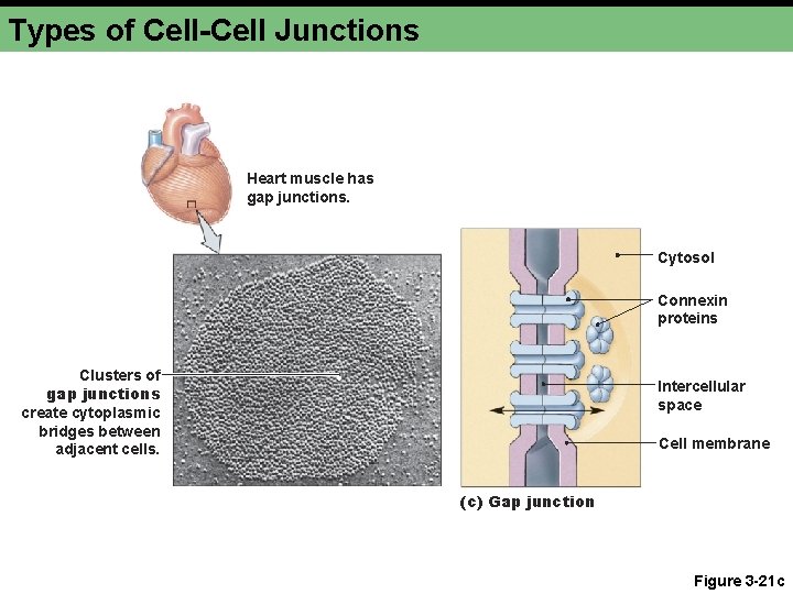 Types of Cell-Cell Junctions Heart muscle has gap junctions. Cytosol Connexin proteins Clusters of
