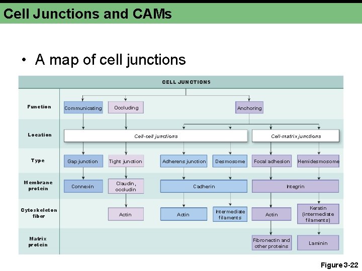 Cell Junctions and CAMs • A map of cell junctions CELL JUNCTIONS Function Communicating