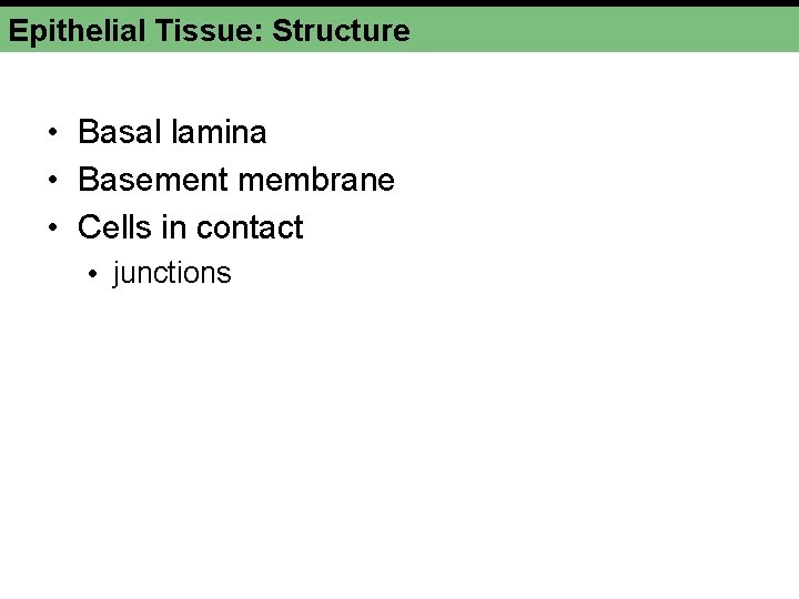 Epithelial Tissue: Structure • Basal lamina • Basement membrane • Cells in contact •