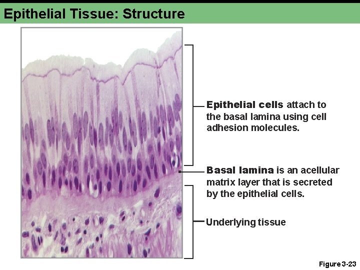 Epithelial Tissue: Structure Epithelial cells attach to the basal lamina using cell adhesion molecules.