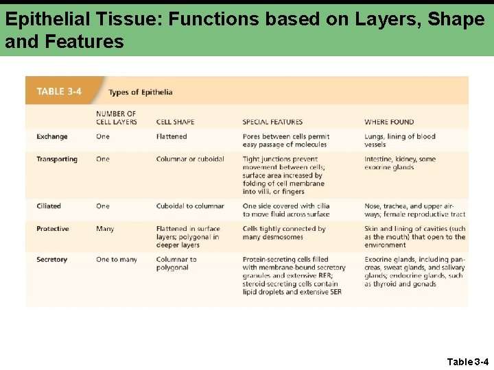 Epithelial Tissue: Functions based on Layers, Shape and Features Table 3 -4 