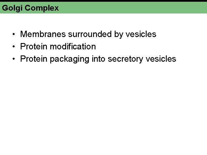 Golgi Complex • Membranes surrounded by vesicles • Protein modification • Protein packaging into