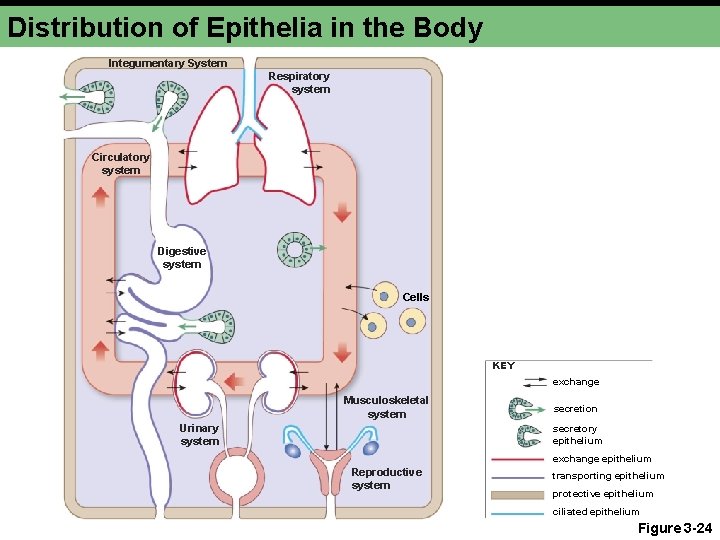 Distribution of Epithelia in the Body Integumentary System Respiratory system Circulatory system Digestive system