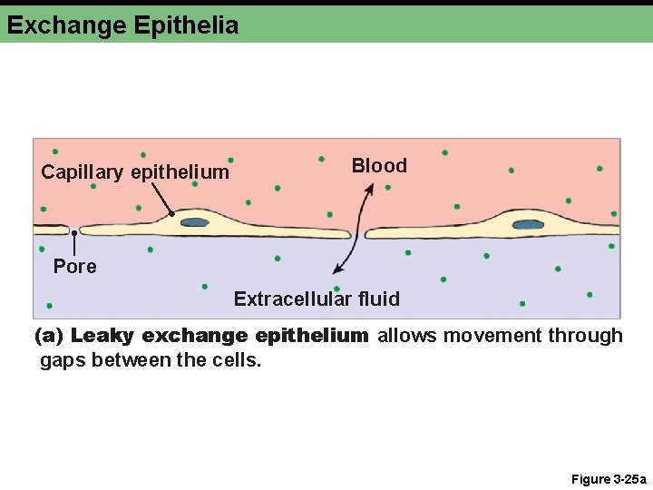 Exchange Epithelia Capillary epithelium Blood Pore Extracellular fluid (a) Leaky exchange epithelium allows movement