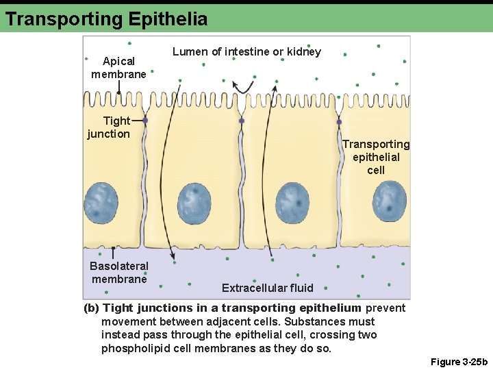 Transporting Epithelia Apical membrane Lumen of intestine or kidney Tight junction Basolateral membrane Transporting