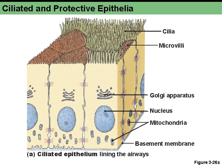 Ciliated and Protective Epithelia Cilia Microvilli Golgi apparatus Nucleus Mitochondria Basement membrane (a) Ciliated