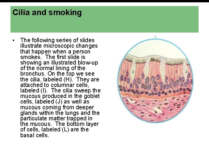 Cilia and smoking • The following series of slides illustrate microscopic changes that happen