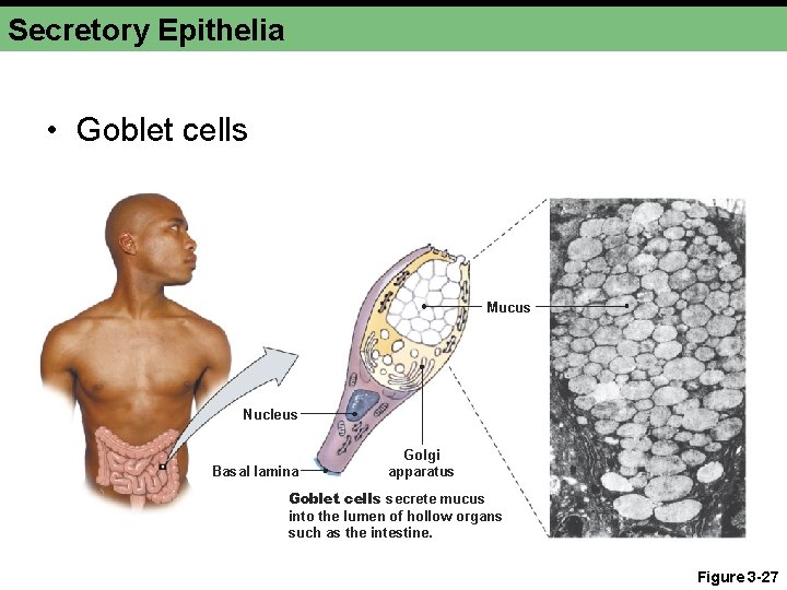 Secretory Epithelia • Goblet cells Mucus Nucleus Basal lamina Golgi apparatus Goblet cells secrete