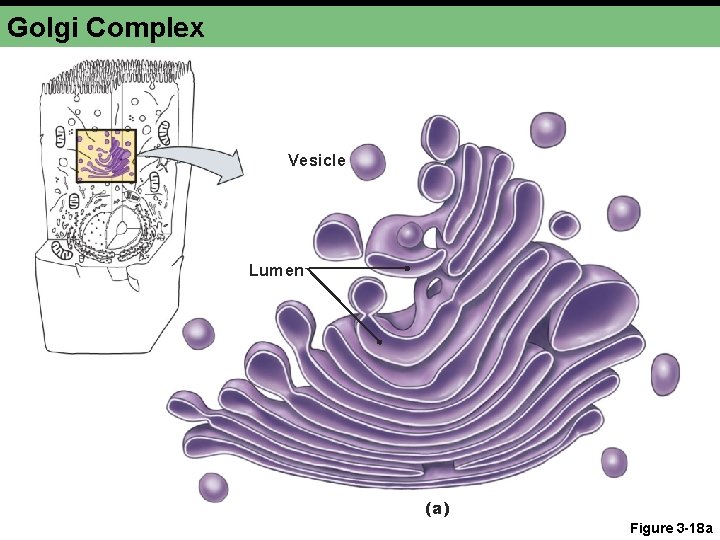 Golgi Complex Vesicle Lumen (a) Figure 3 -18 a 