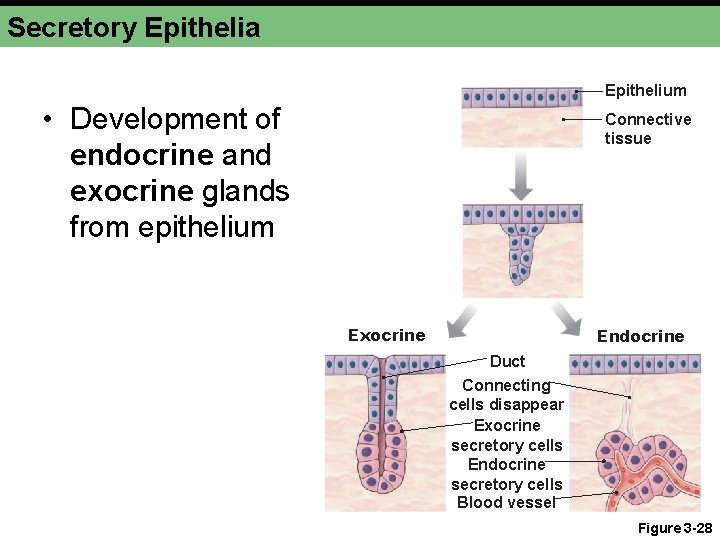 Secretory Epithelia Epithelium • Development of endocrine and exocrine glands from epithelium Connective tissue