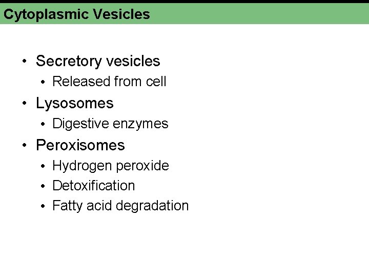 Cytoplasmic Vesicles • Secretory vesicles • Released from cell • Lysosomes • Digestive enzymes