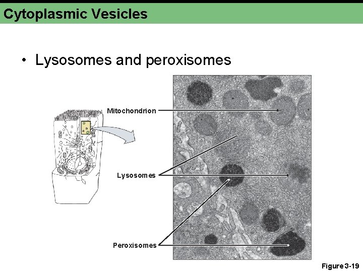 Cytoplasmic Vesicles • Lysosomes and peroxisomes Mitochondrion Lysosomes Peroxisomes Figure 3 -19 
