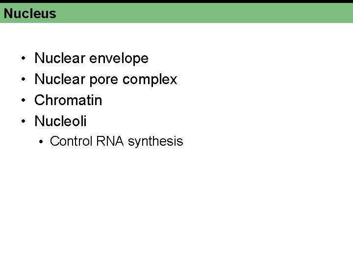 Nucleus • • Nuclear envelope Nuclear pore complex Chromatin Nucleoli • Control RNA synthesis